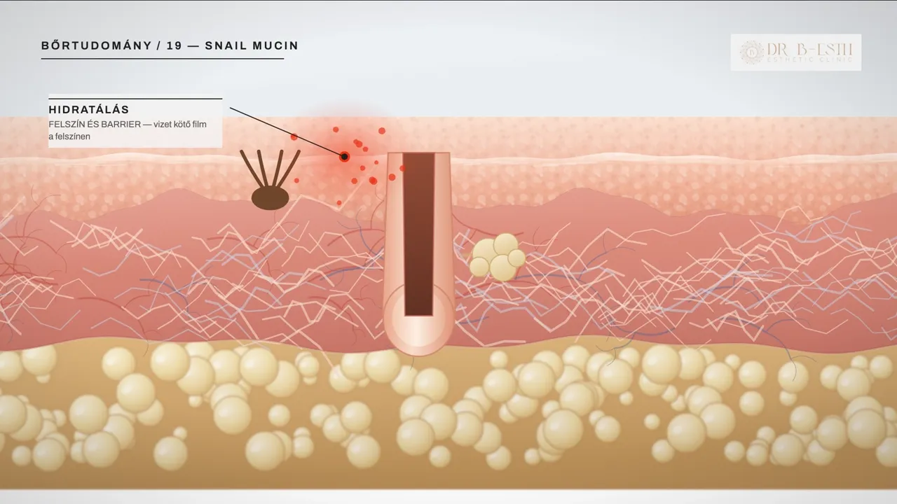Snail mucin
